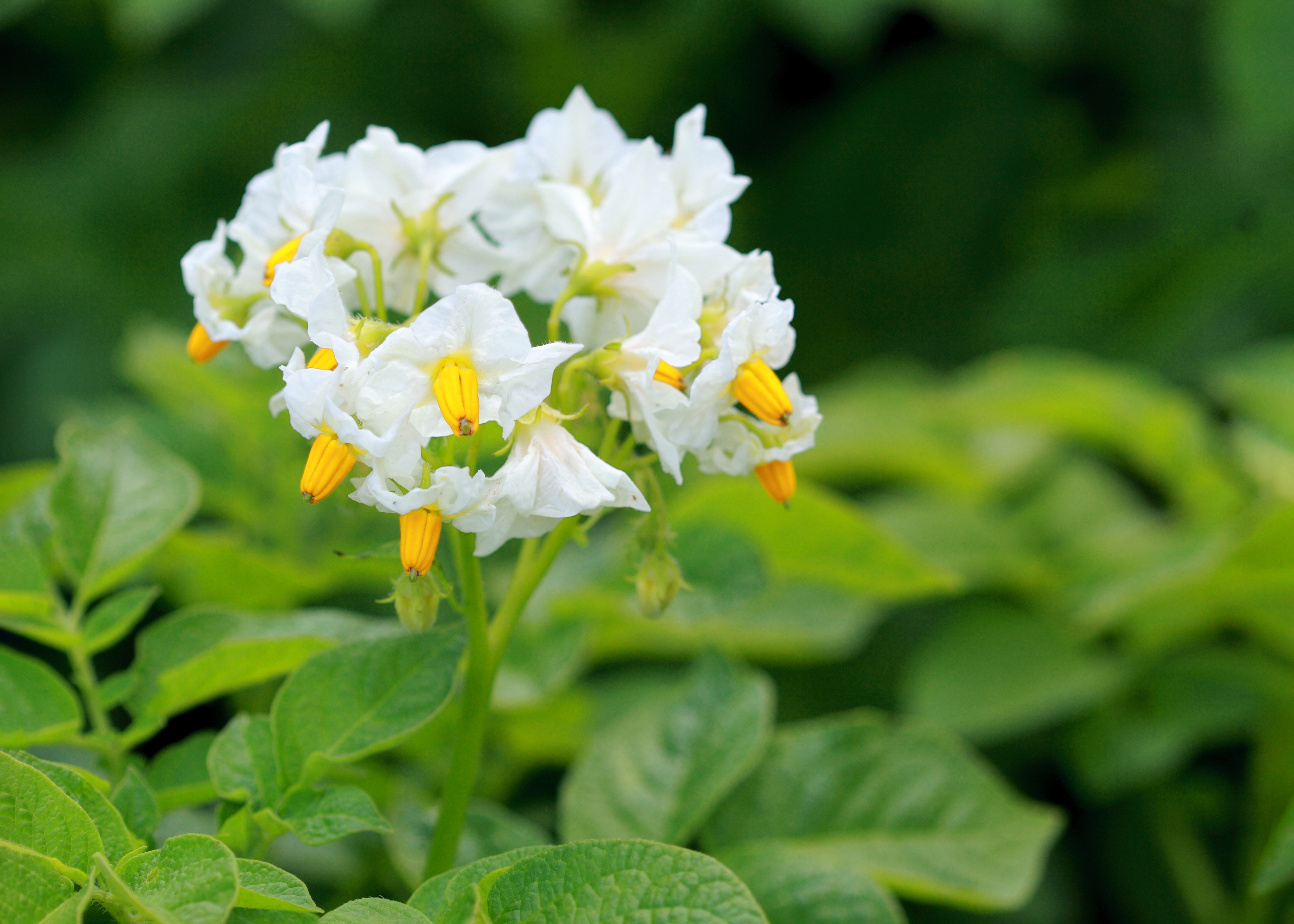 Статья Чудоквасов