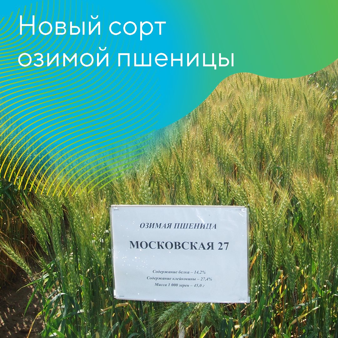 Выведен новый сорт Московская 27