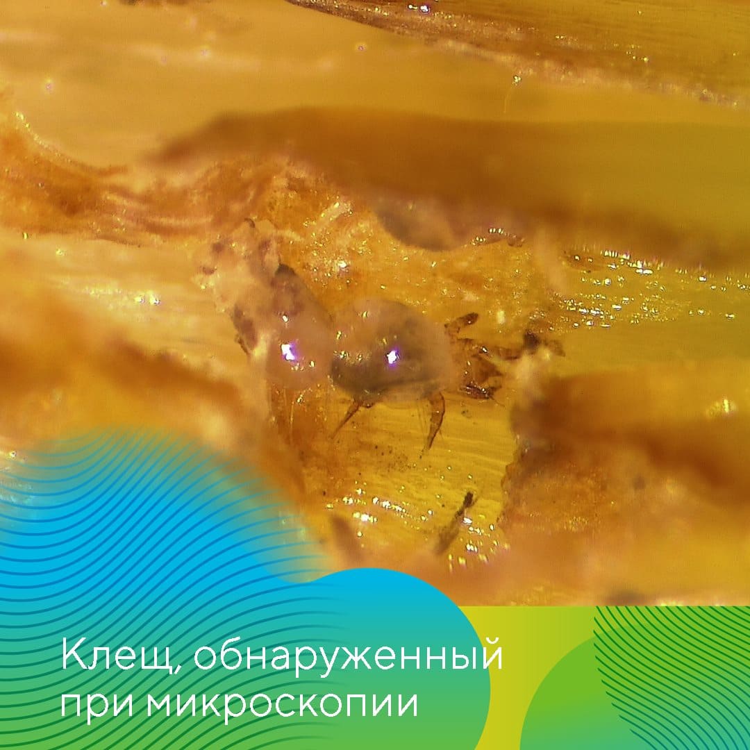 «АгроЛаборатория-Ливны» компании «Август» Татьяна Леденёва 2022