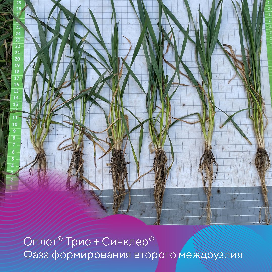 Пост 20.08.2025