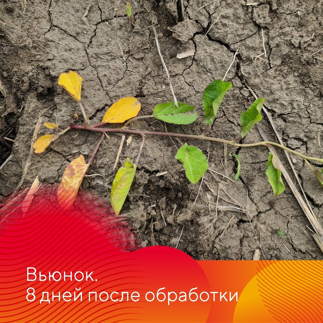 Результаты применения гербицидов на льне