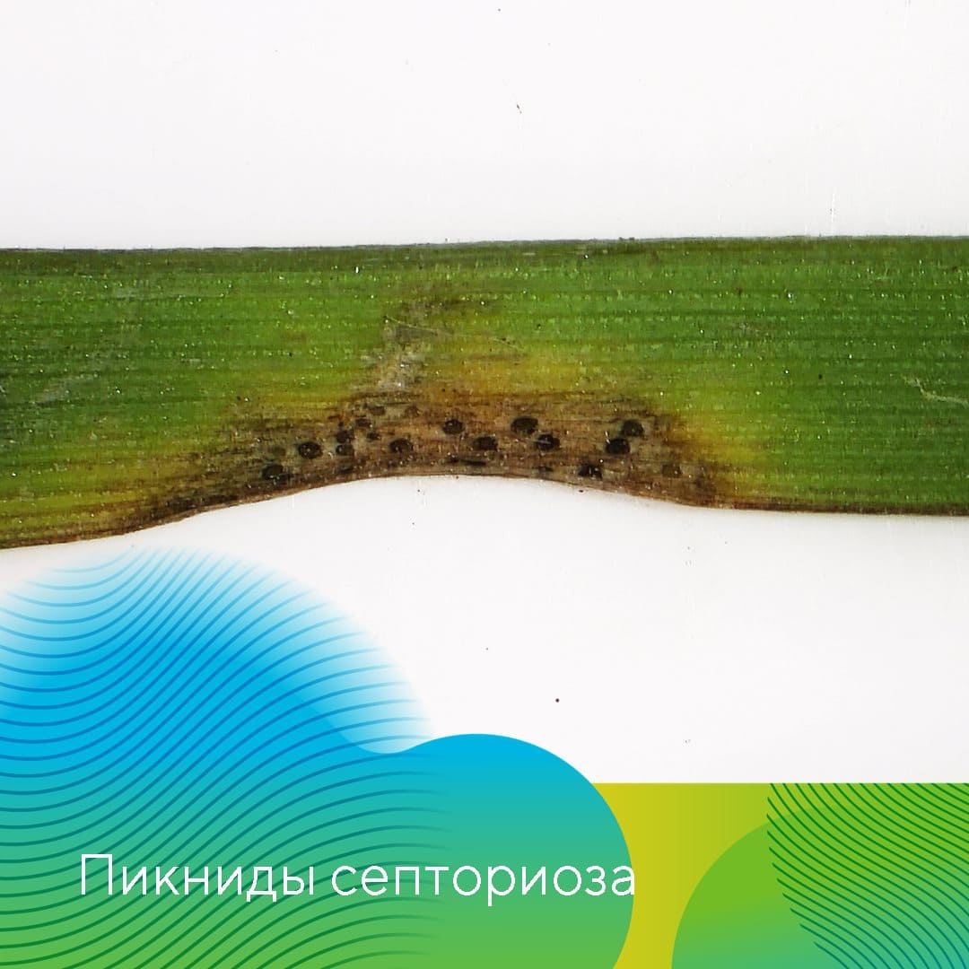 «АгроЛаборатория-Ливны» компании «Август» Татьяна Леденёва 2022