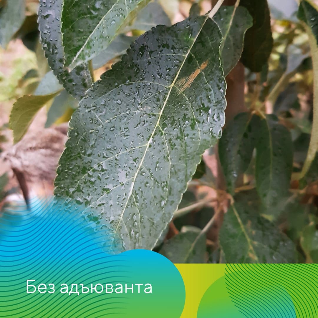 Адъювант Полифем® март 2023