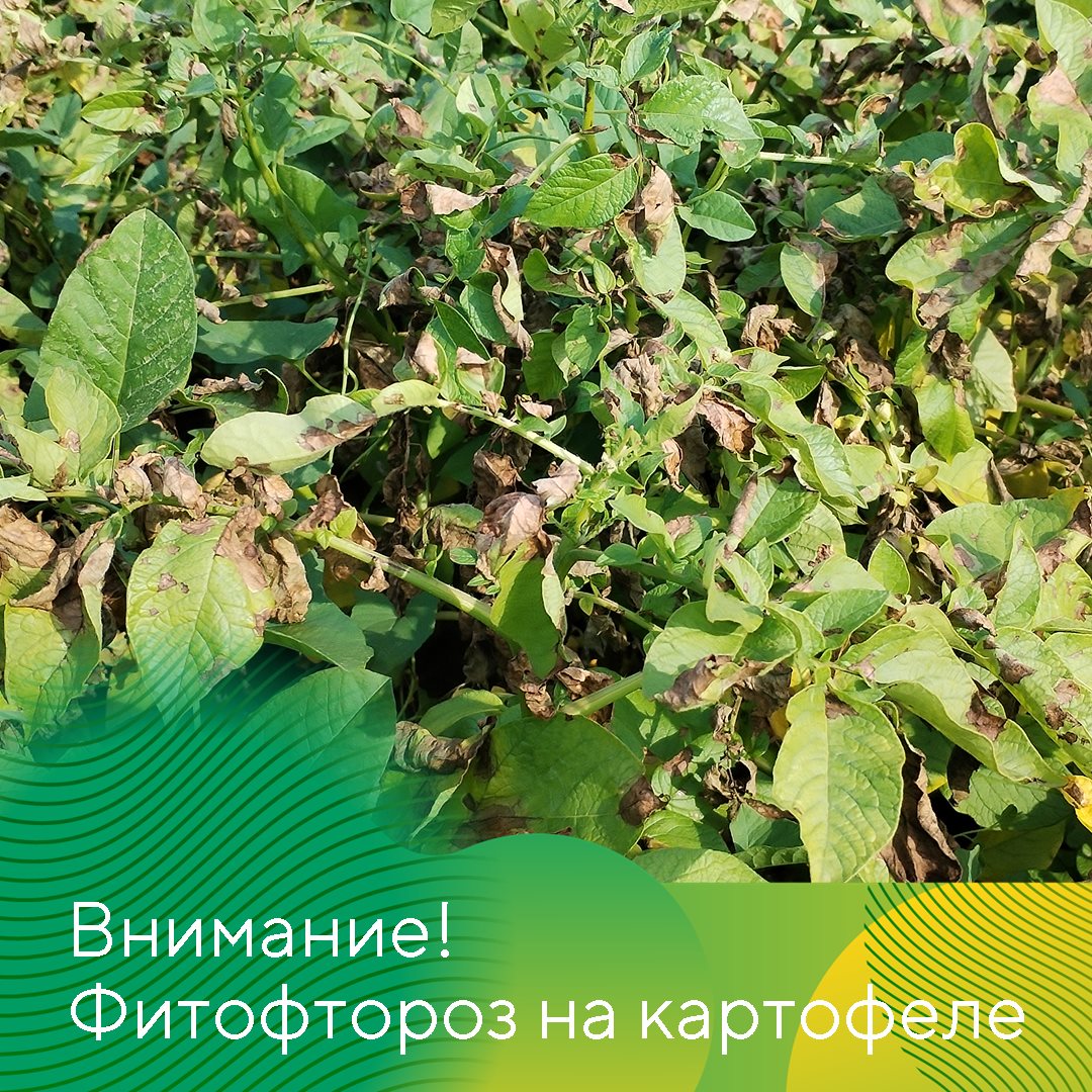 Пост 31.07.2025.1