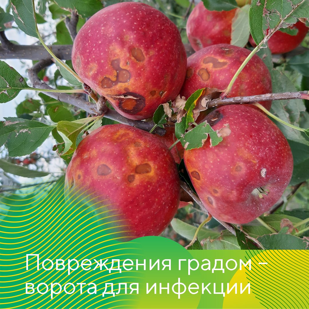 Гнили плодов при хранении июль 2023