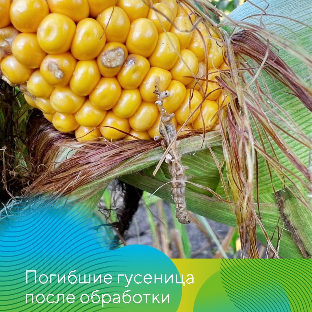 Стилет® июль 24