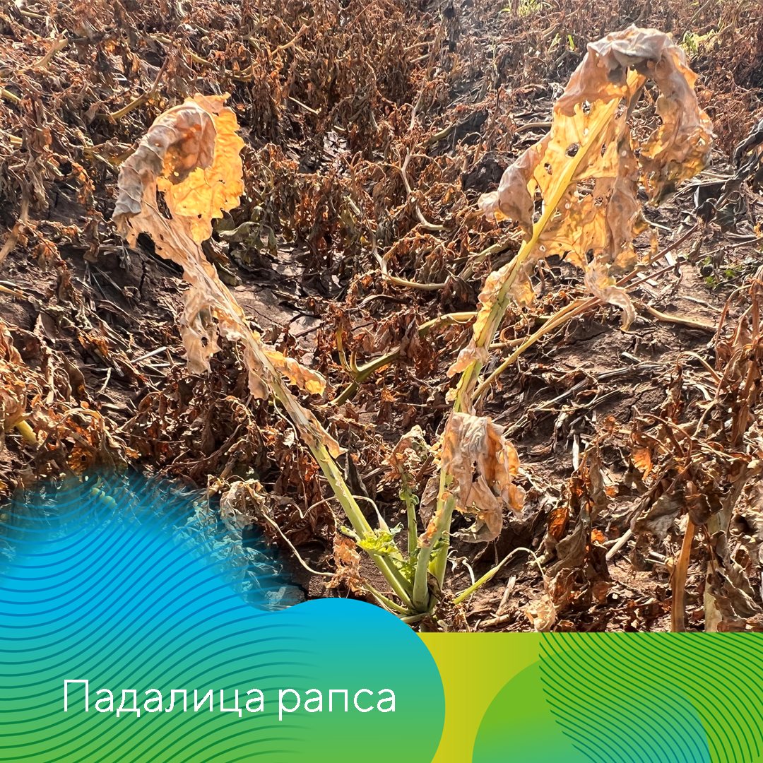 Пост 21.11.2024