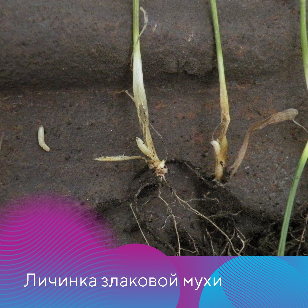 Пост 13.02.2026