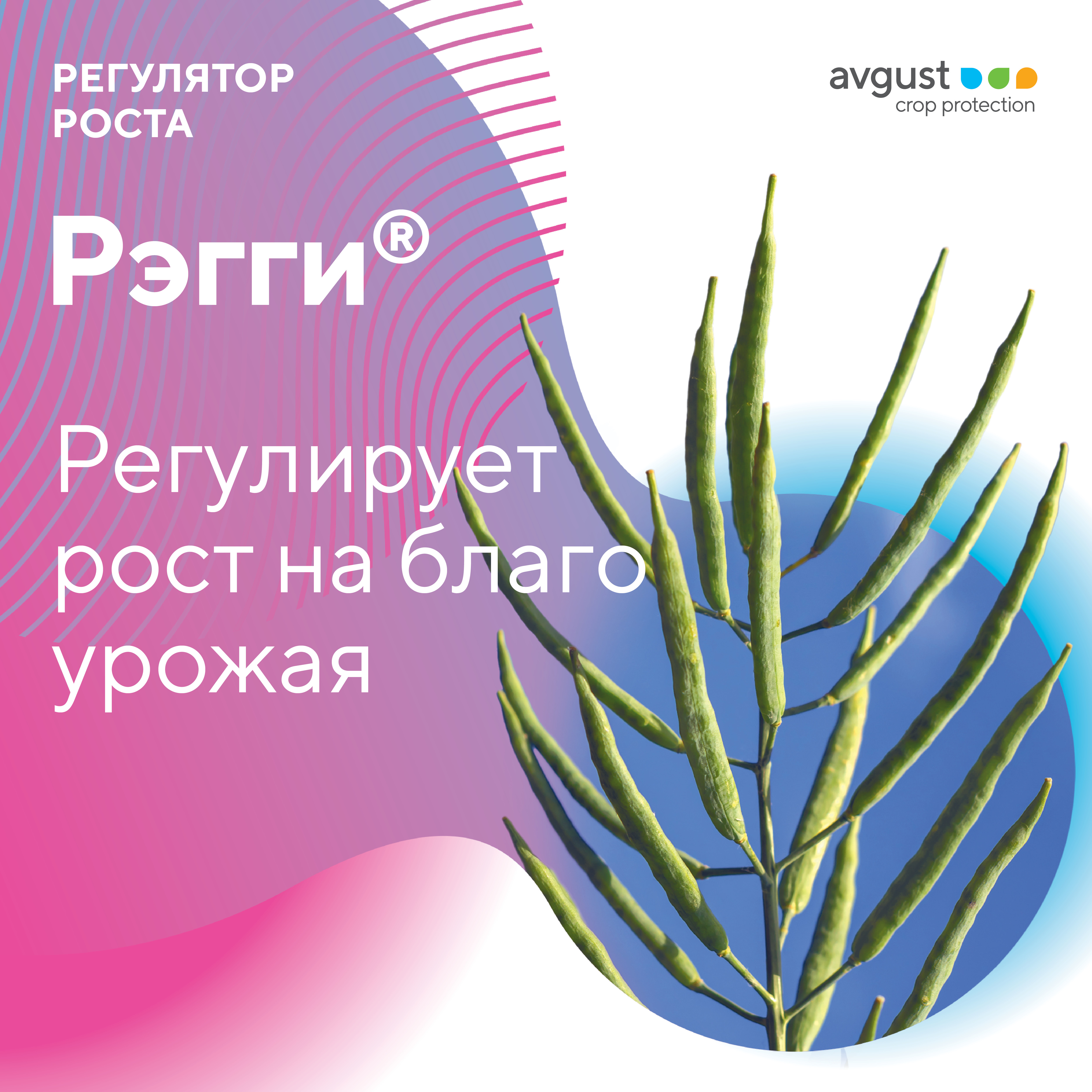 Рэгги® – регулятор роста растений для предотвращения перерастания