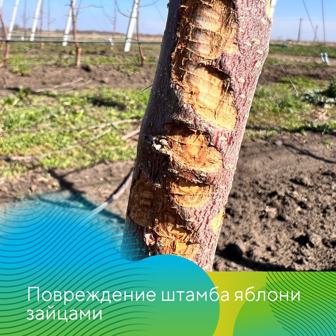 Рекомендации по защите садов в СКФО