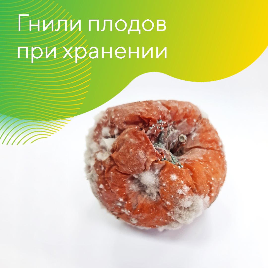 Гнили плодов при хранении июль 2023
