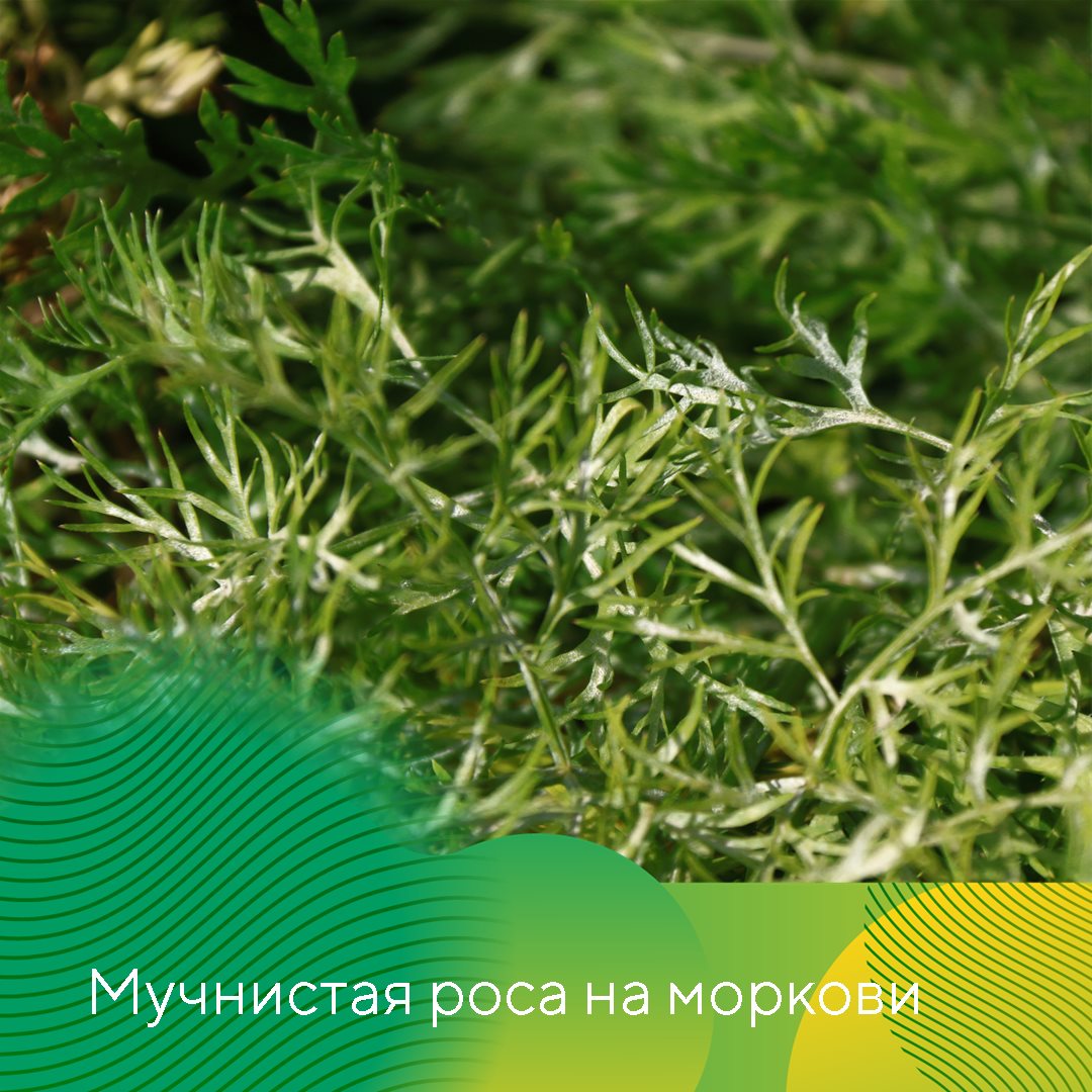 Пост 28.07.2026