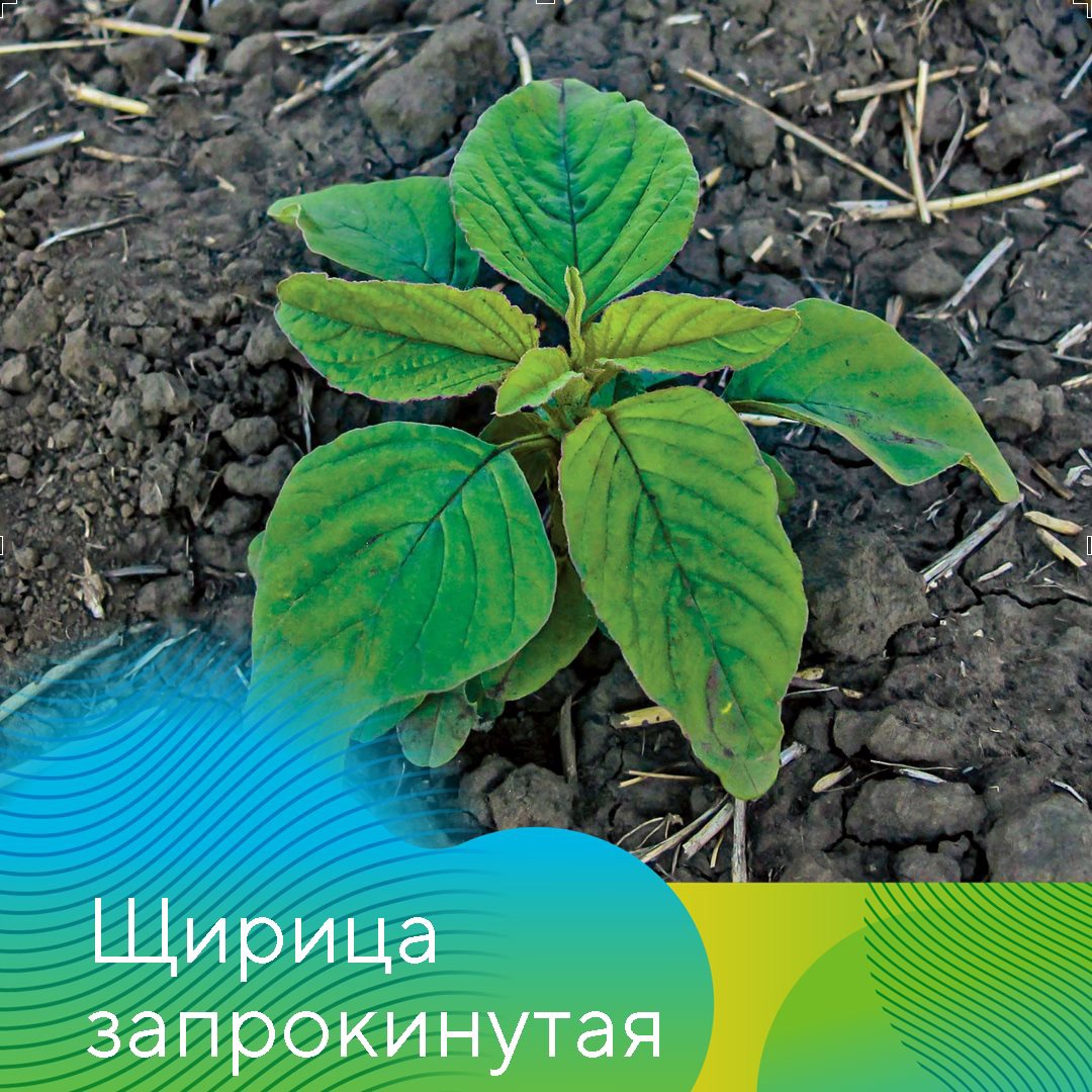 Главные проблемы сезона-2021 в Татарстане