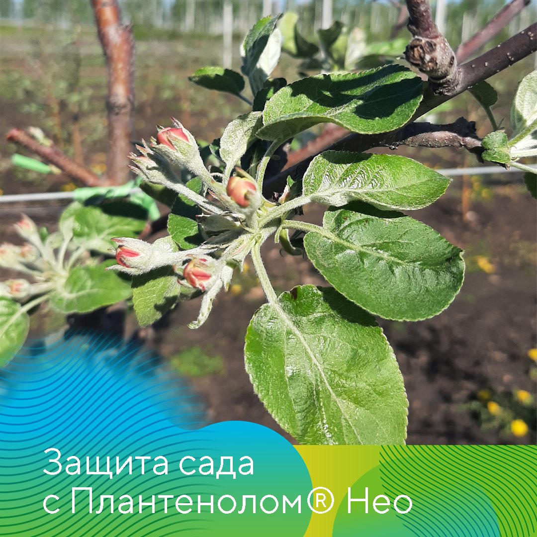 за счет нового фунгицида Плантенол® Нео