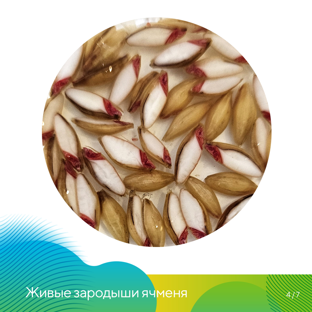  в агролаборатории «Августа» 2023