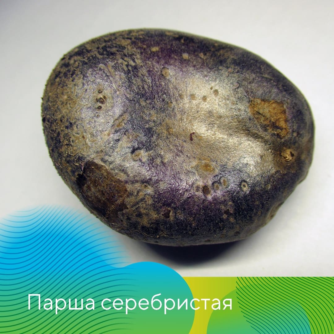 Проведение клубневого анализа картофеля