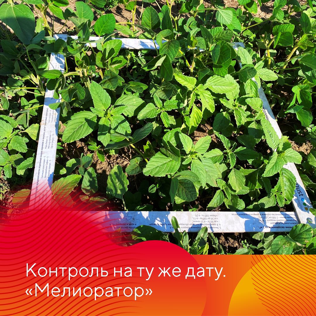 Испытание Нексуса на сое