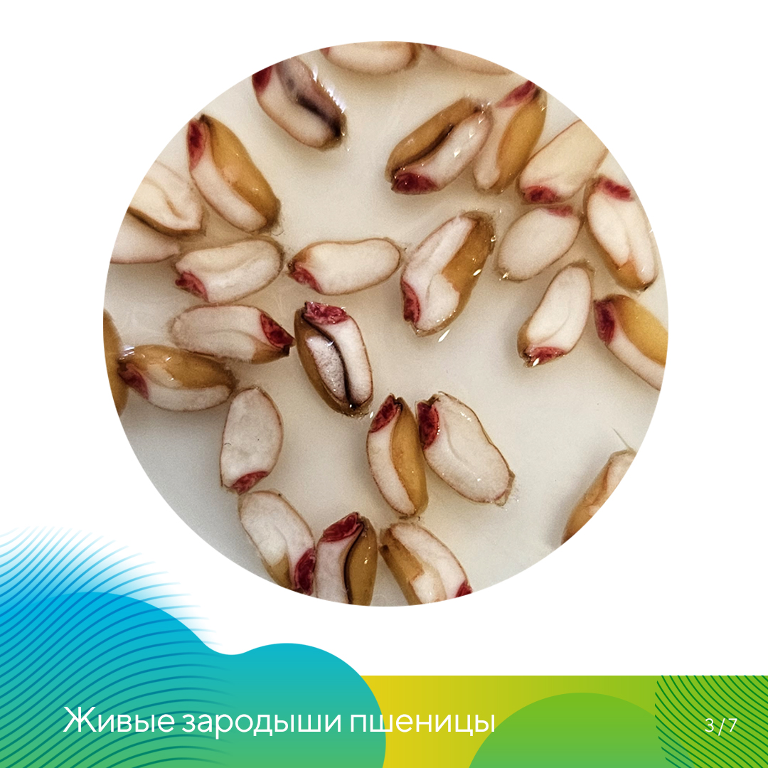  в агролаборатории «Августа» 2023