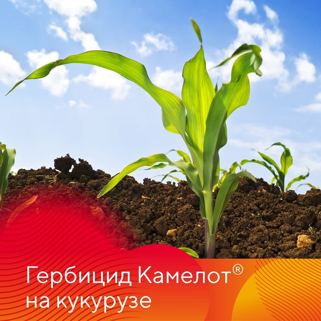 ООО «АПХ Лесная Дача» Ипатовского района края
