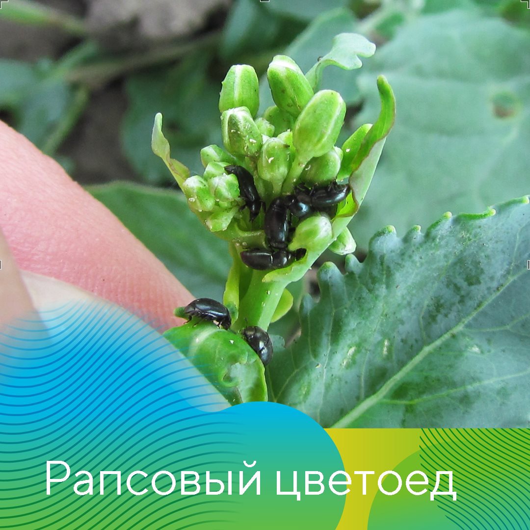 Главные проблемы сезона-2021 в Татарстане