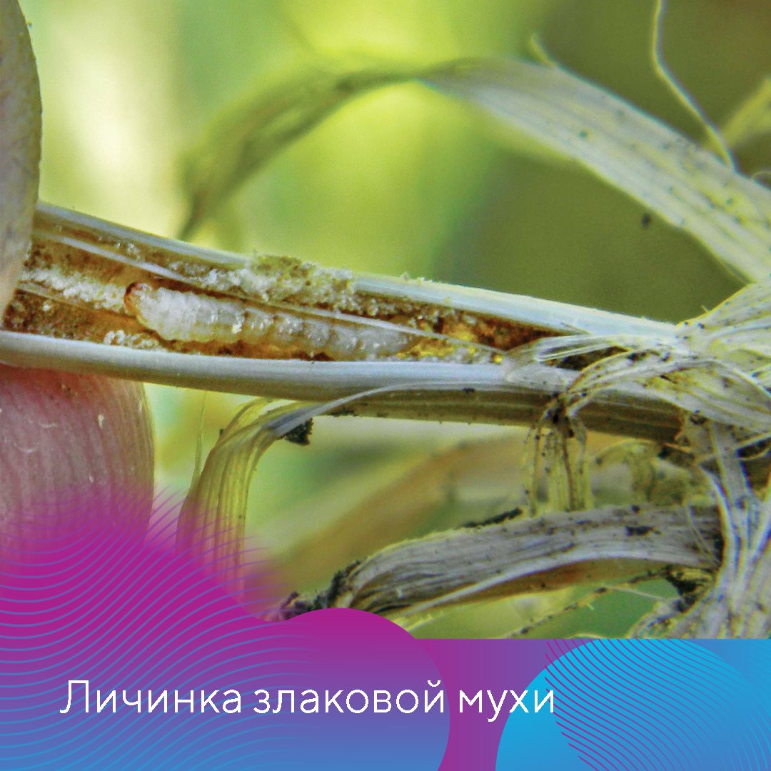 Пост 05.02.2025