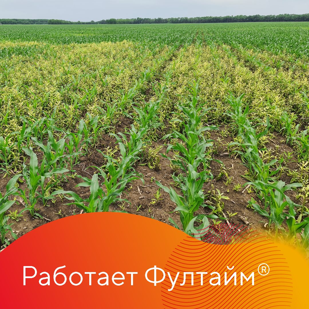 Работает Фултайм июнь 2023