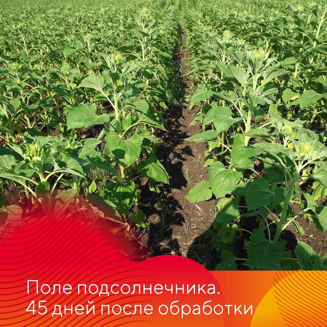 Защита подсолнечника