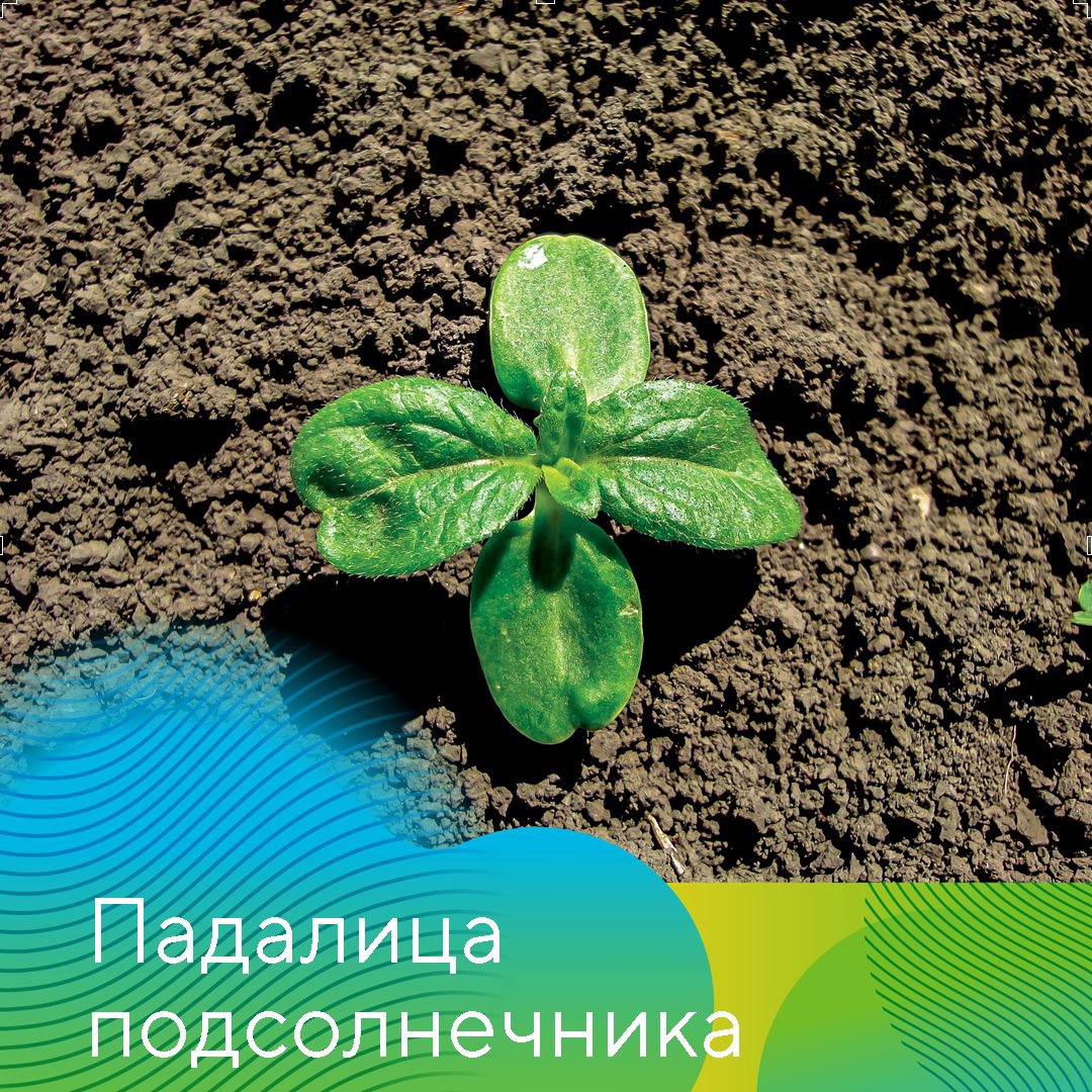 Главные проблемы сезона-2021 в Татарстане