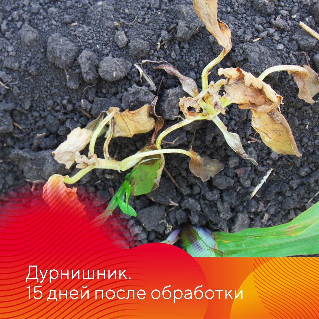 Фултайм 