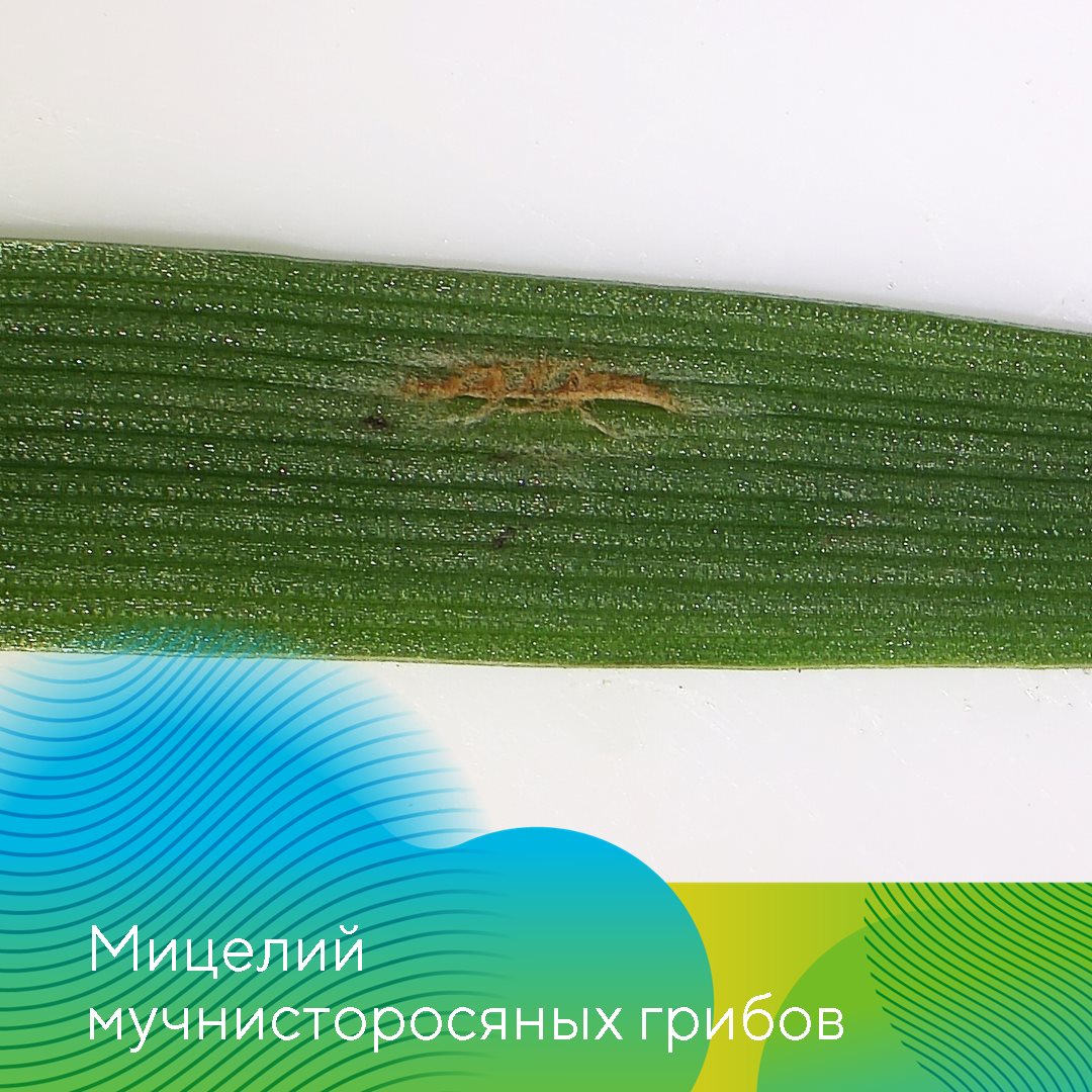 Пост 15.10.2025