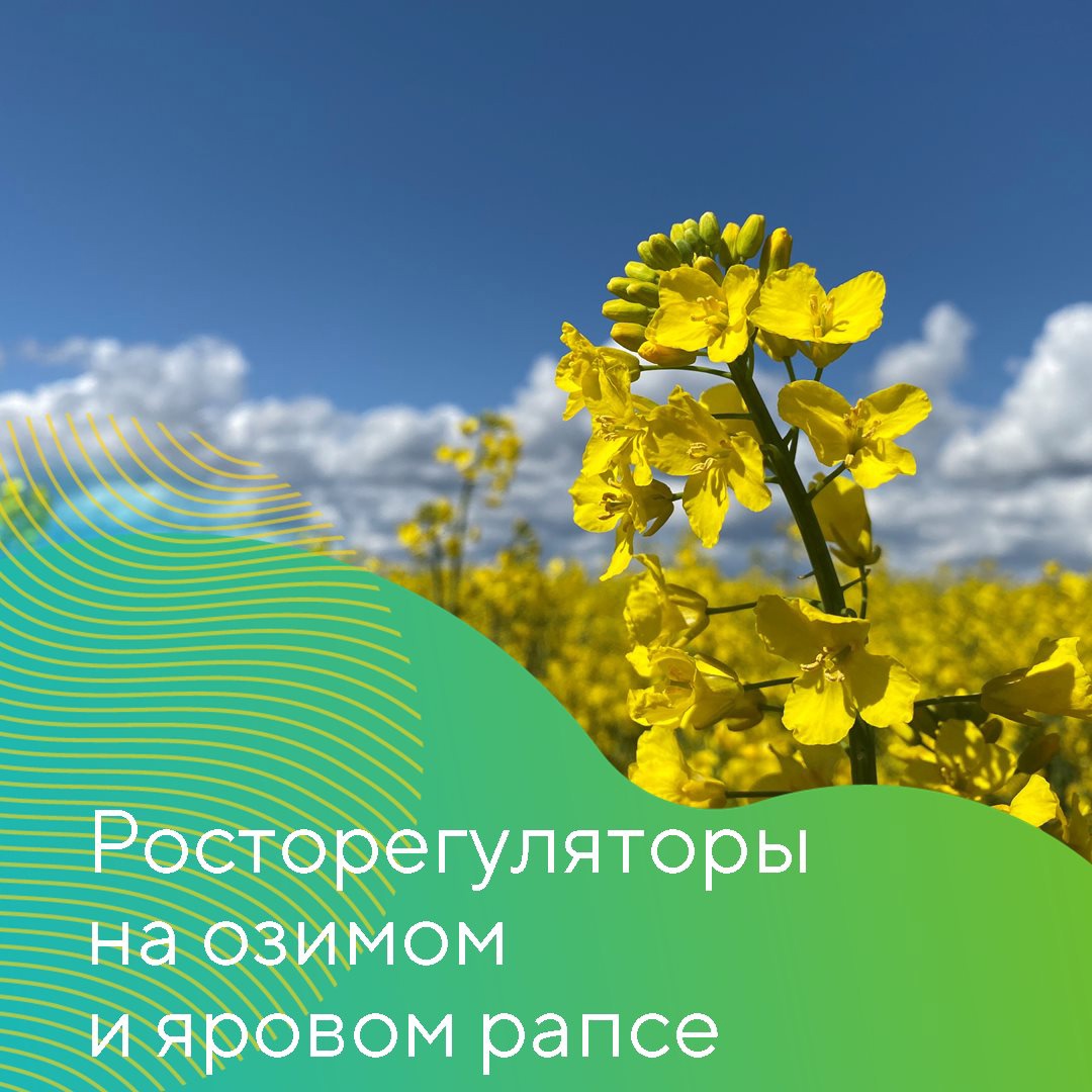 Для чего нужны регуляторы роста на рапсе весной