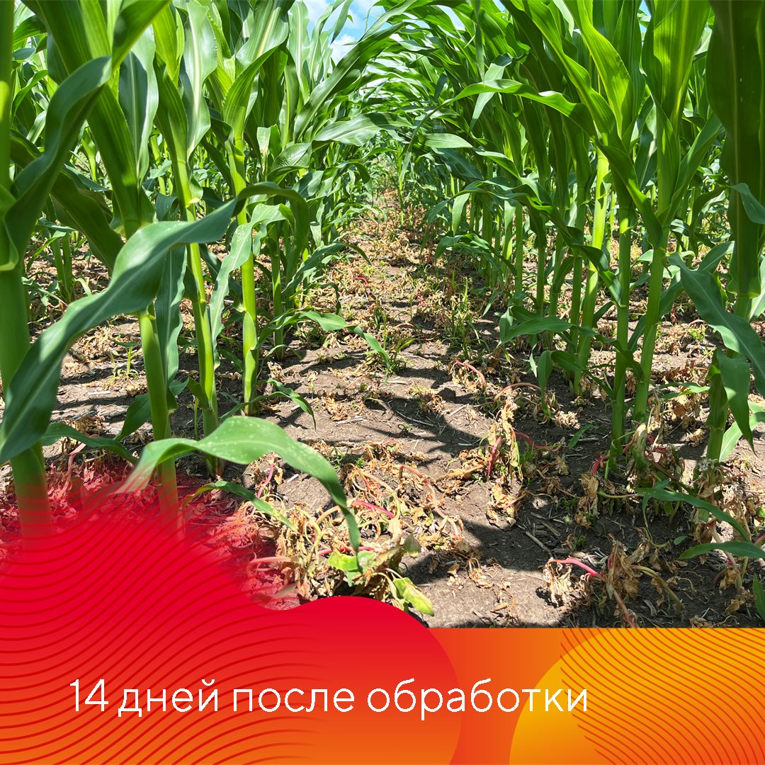 Гербицид Фултайм® октябрь 2023