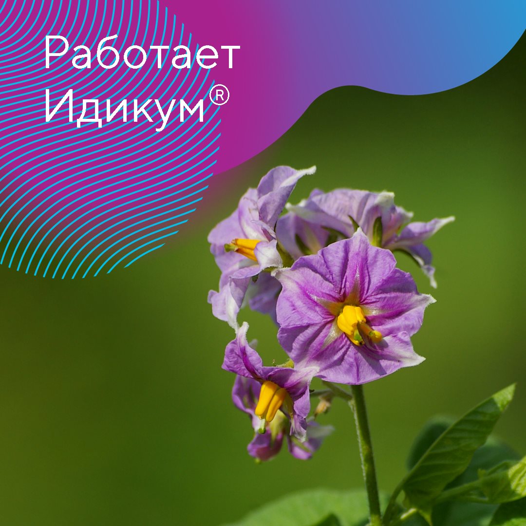 Идикум® 11.04