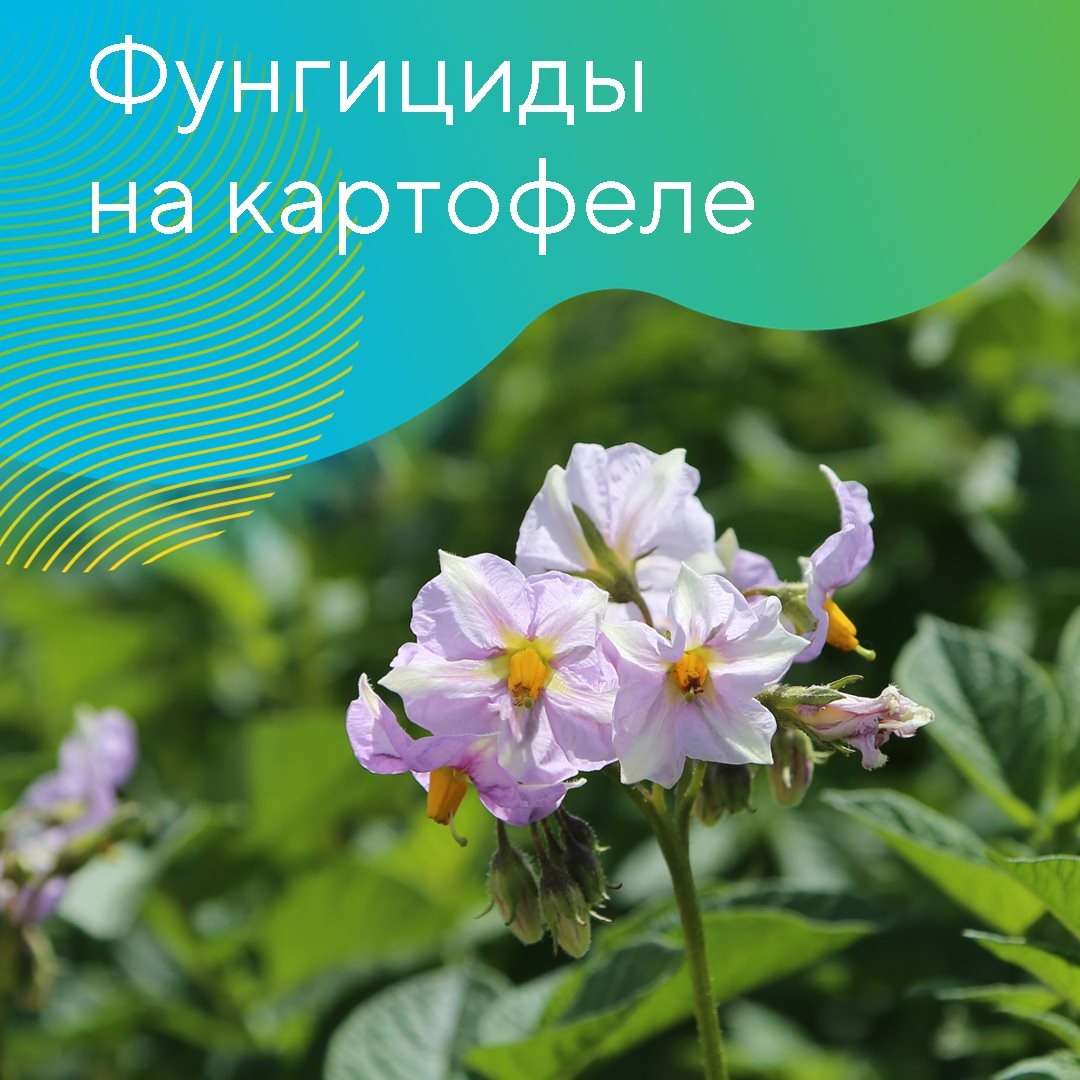 Рассказывает начальник отдела развития продуктов «Августа» Дмитрий Белов