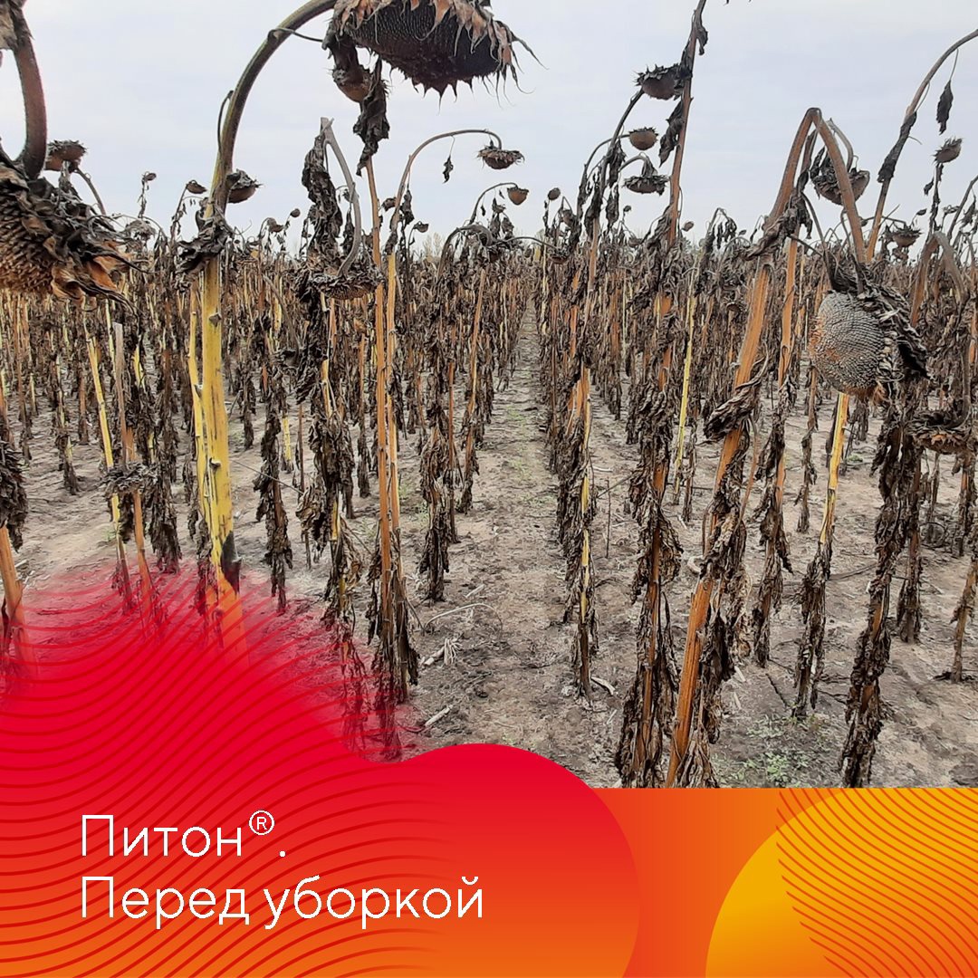 Зарегистрирован новый гербицид Питон