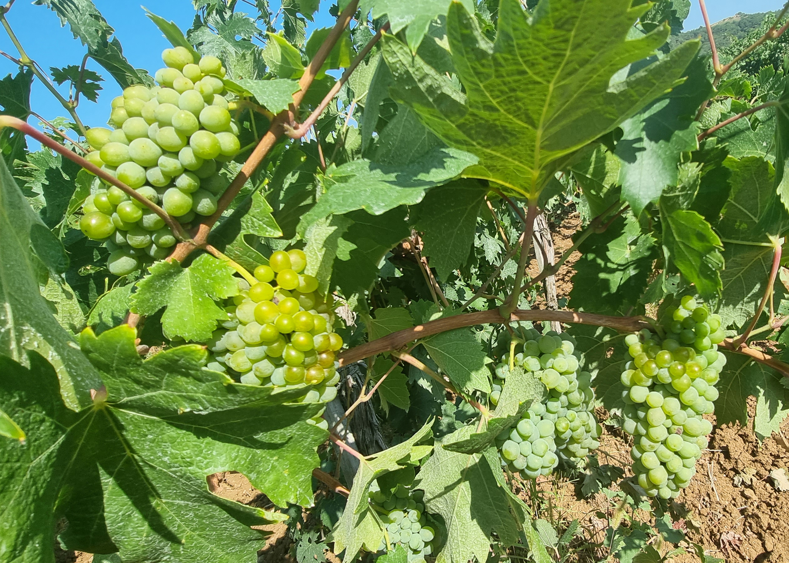 ПАО «Массандра» семинар «Августа»