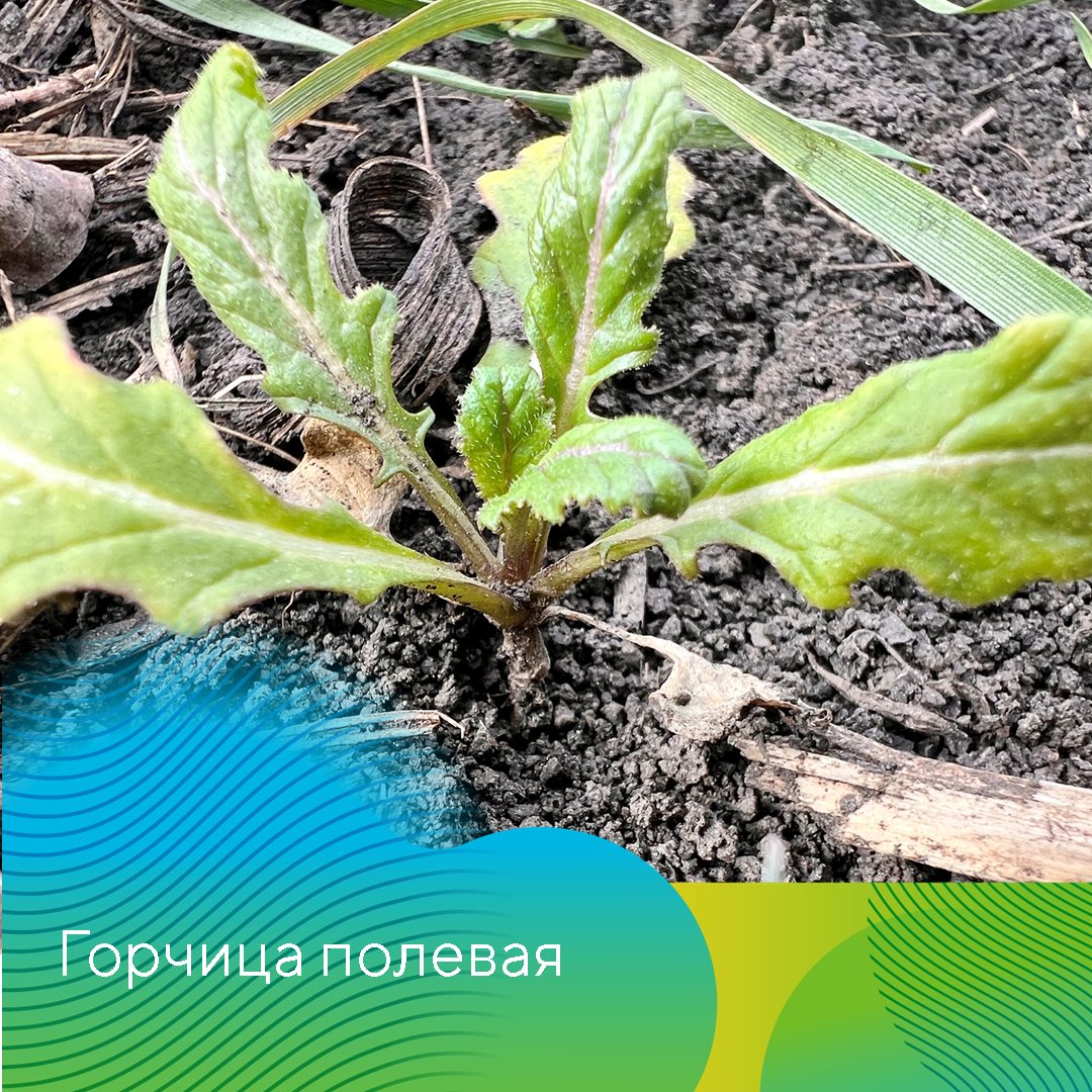 Пост 20.03.2025