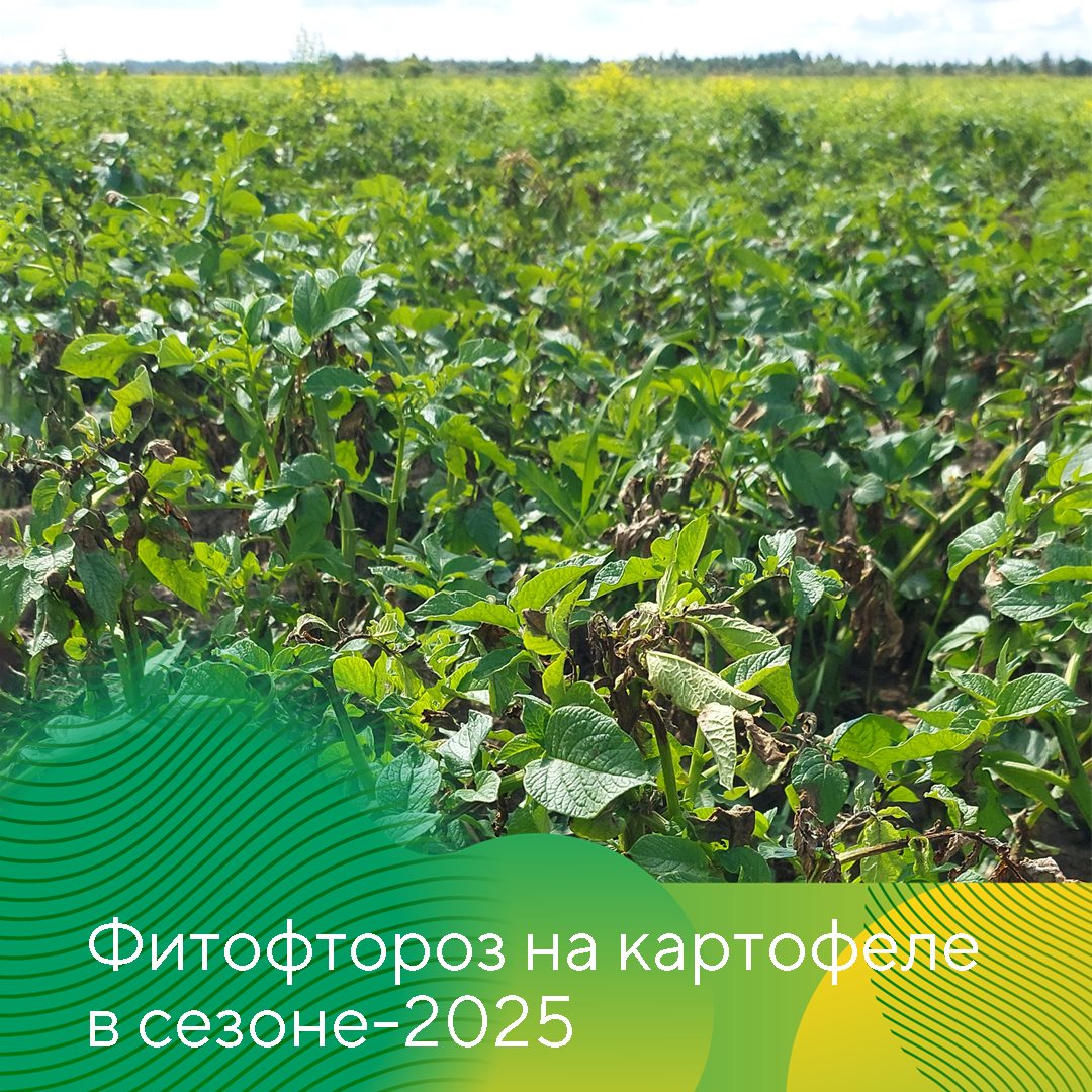 Пост 21.08.2025