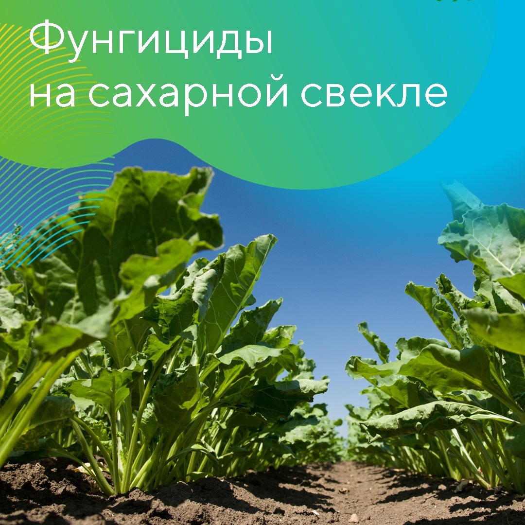 Фунгициды на сахарной свекле