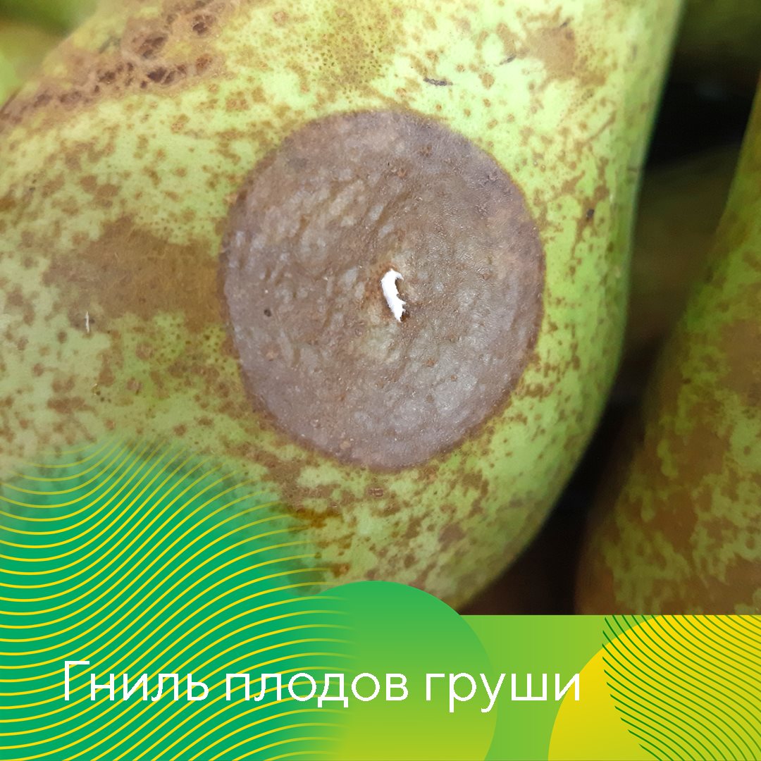 Гнили плодов при хранении июль 2023