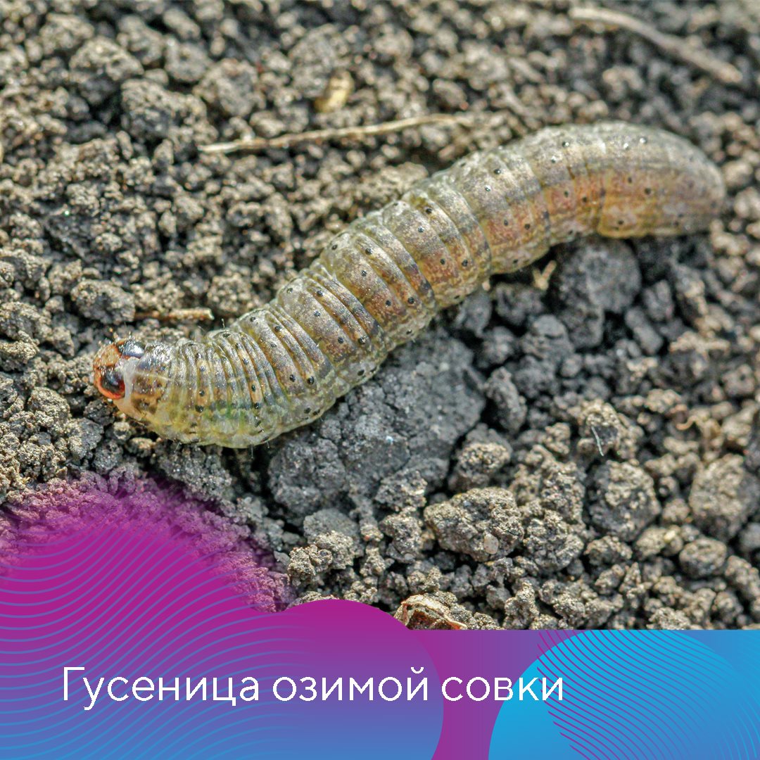 Пост 05.02.2025