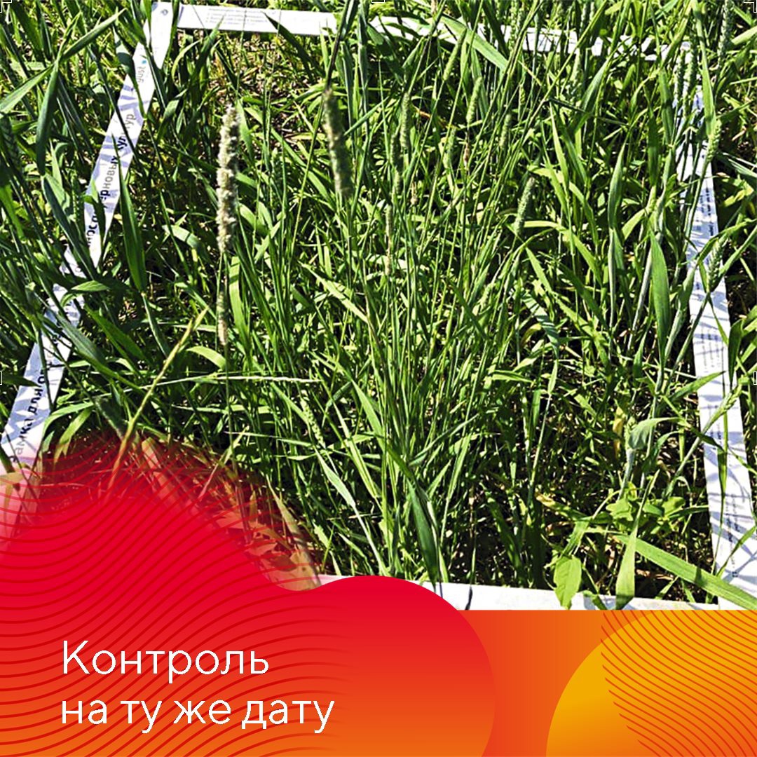 Граминицид Кентавр 