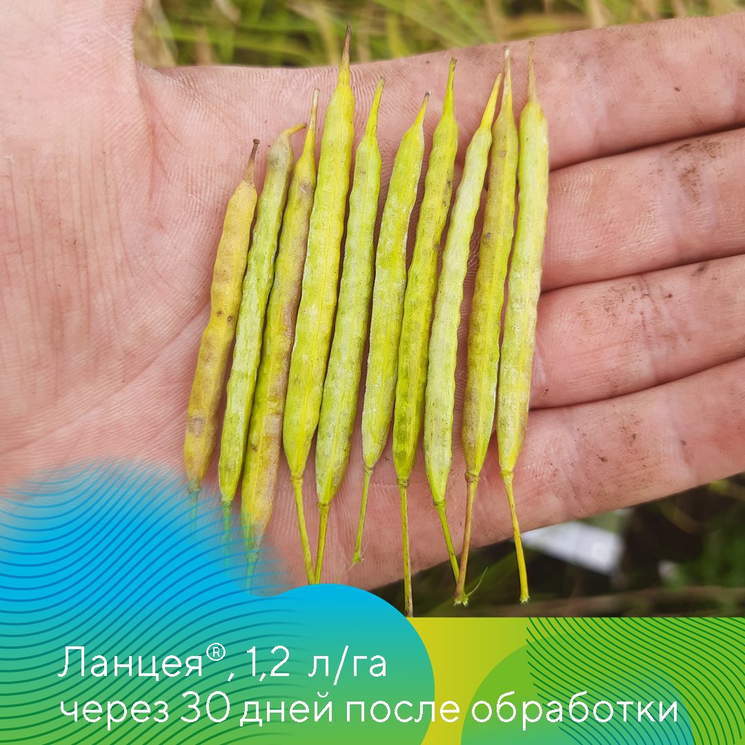 Пост 19.06.2025