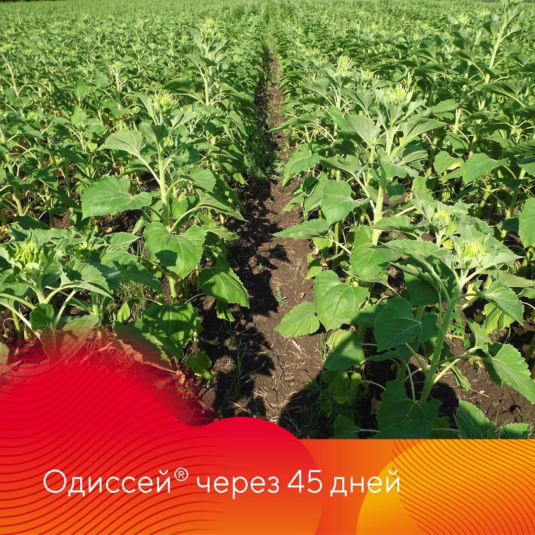 Для защиты гибридов подсолнечника новый гербицид Одиссей®