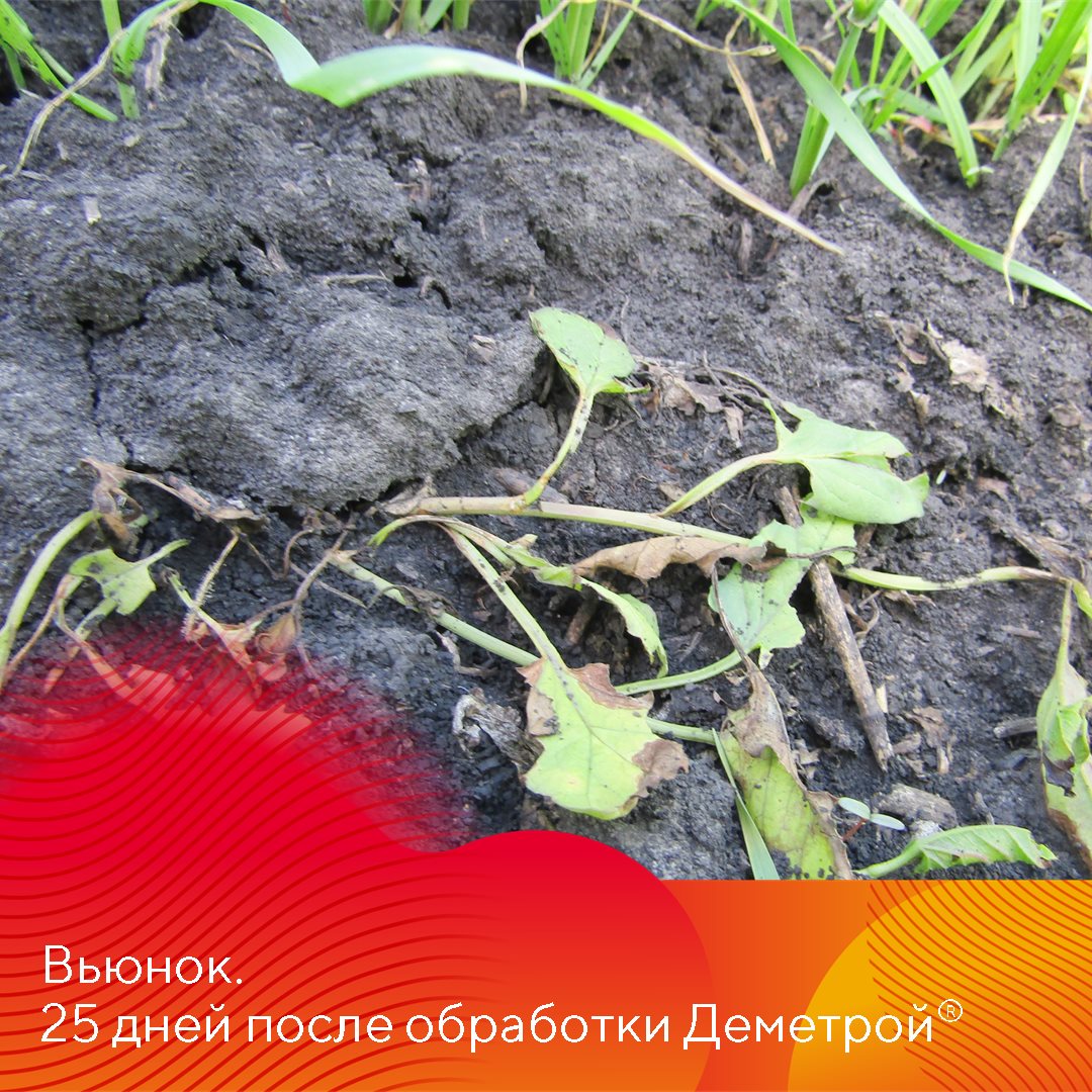 Пост 15.05.2025