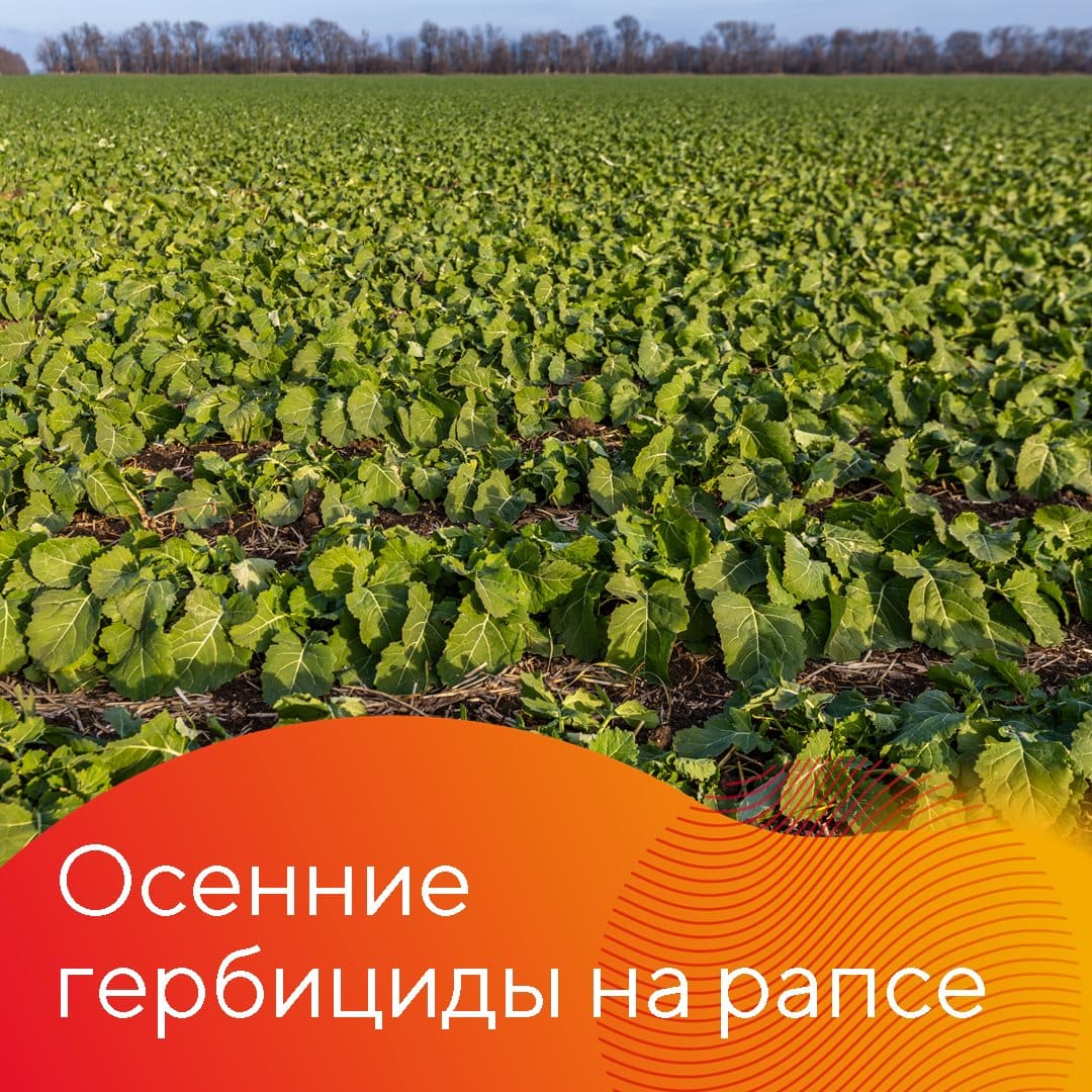 С сорняками на озимом рапсе важно разобраться как можно раньше