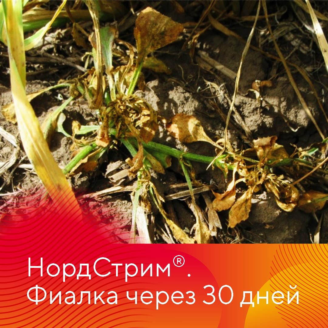Прополка озимых зерновых