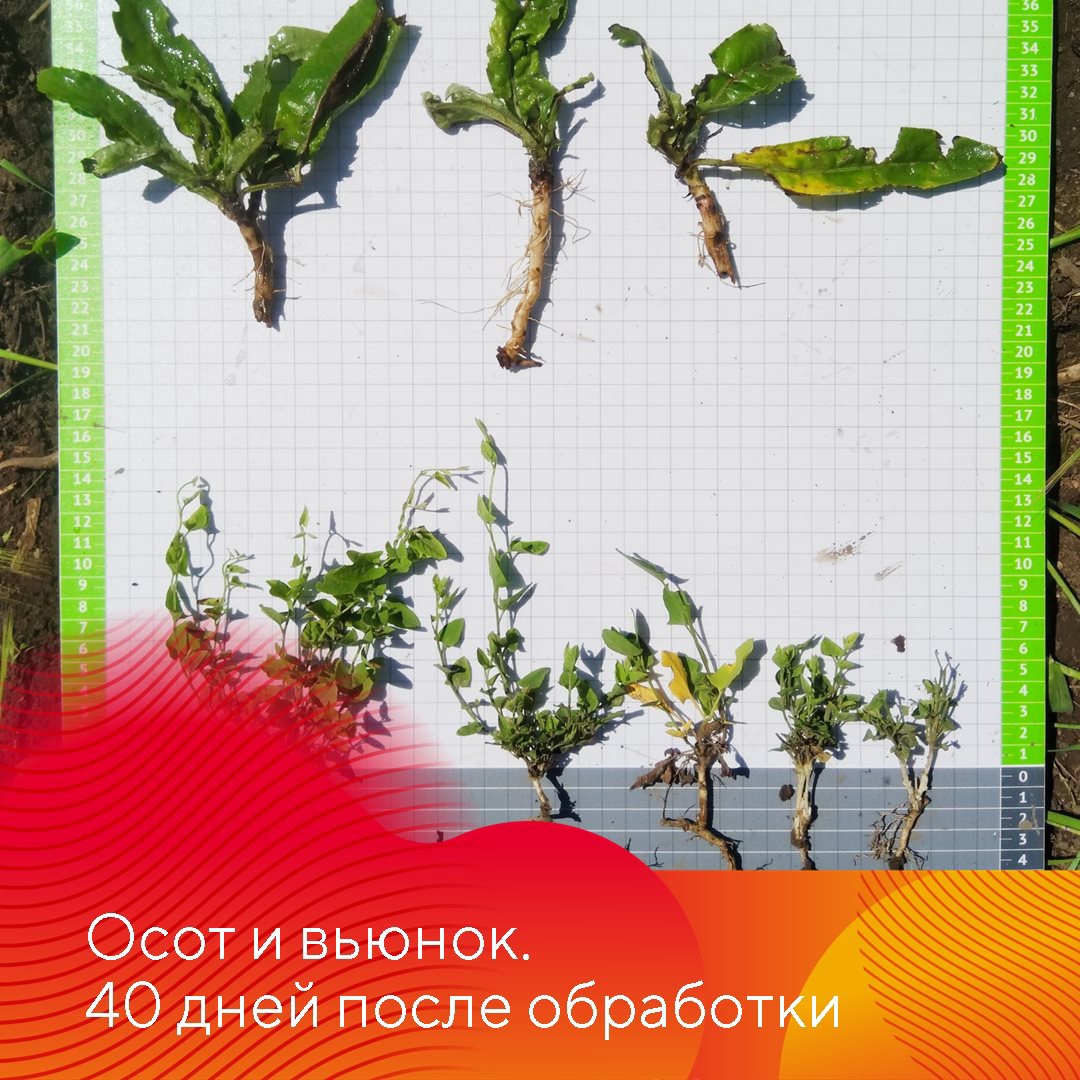 НордСтрим