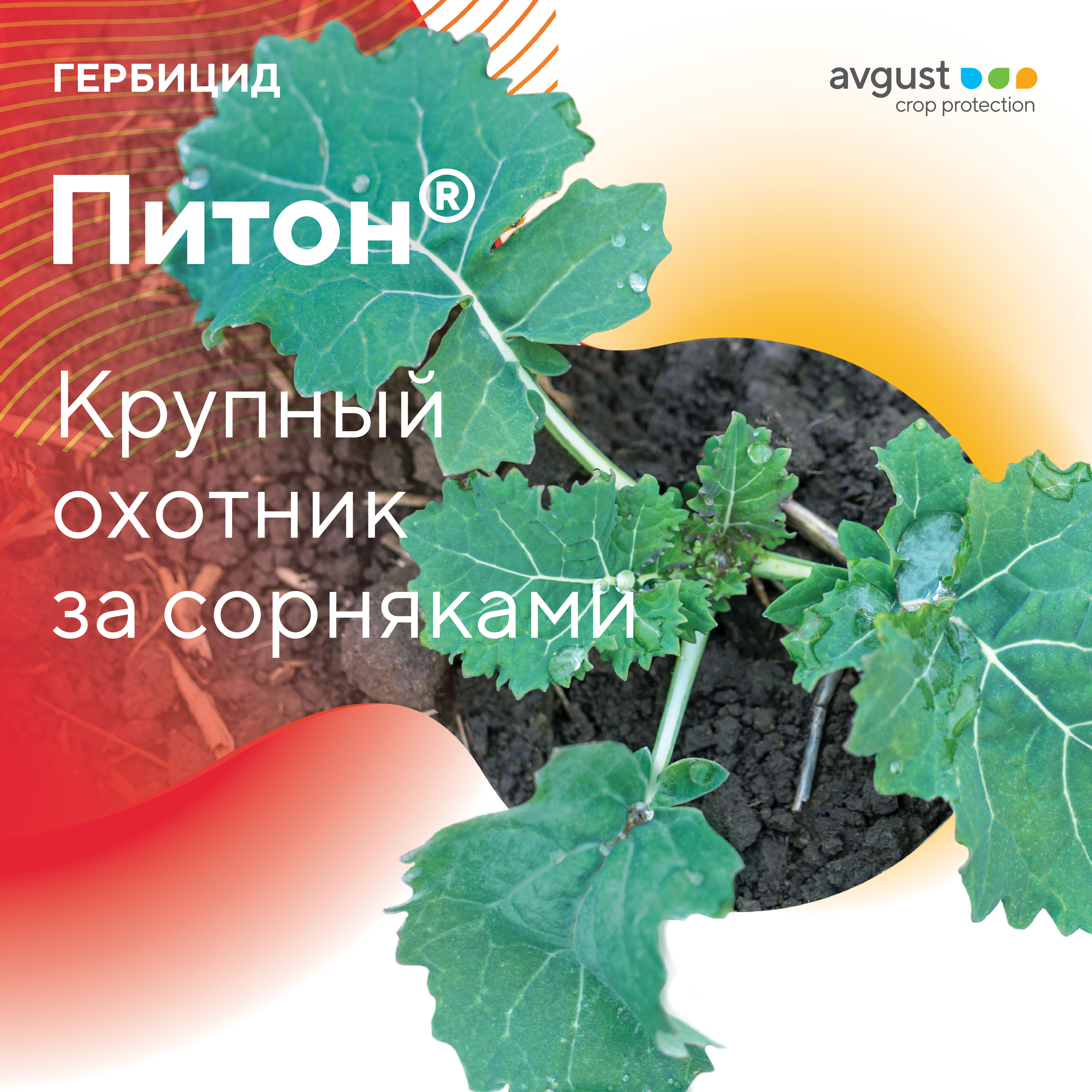 Питон® – системный гербицид с почвенным действием.