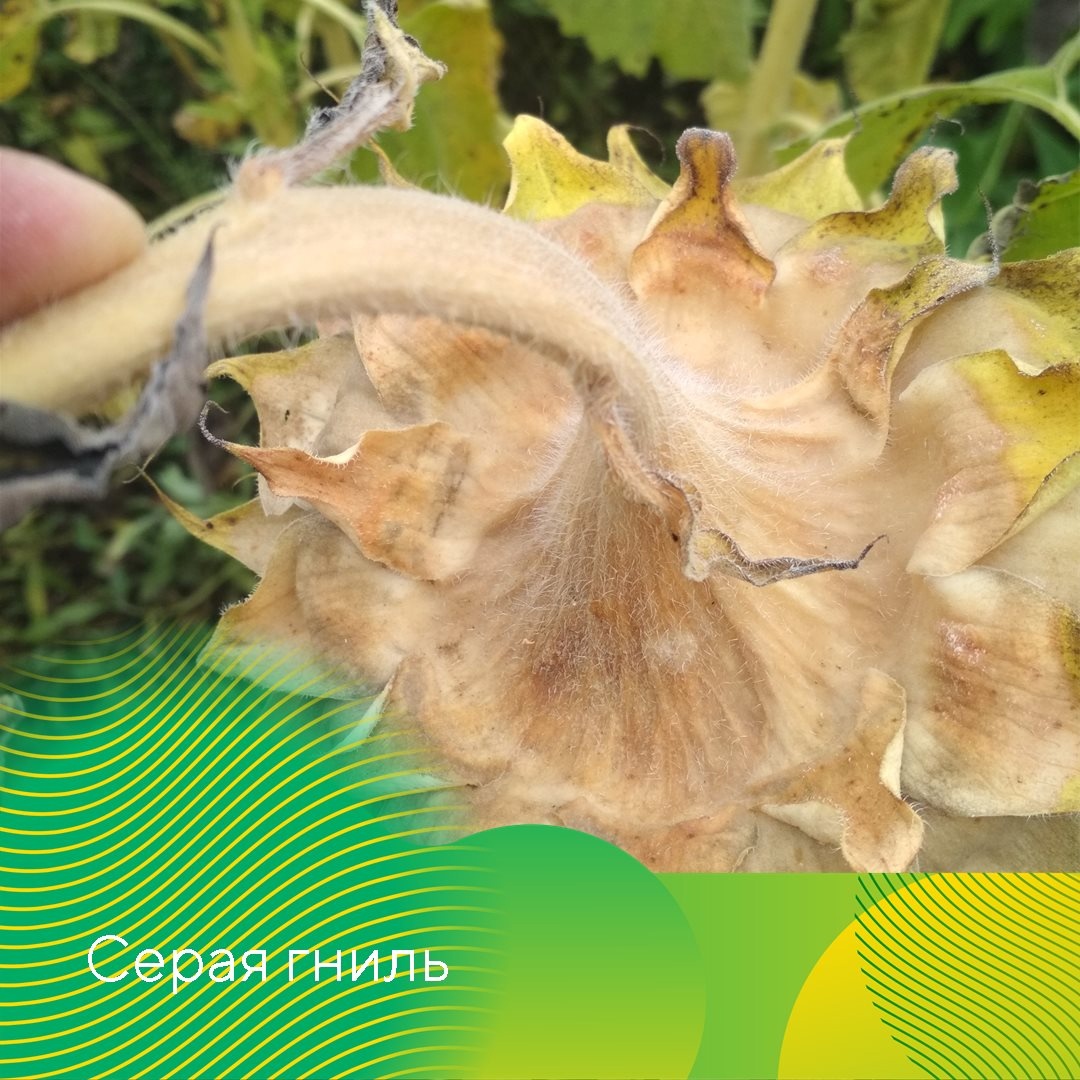 Контроль болезней подсолнечника